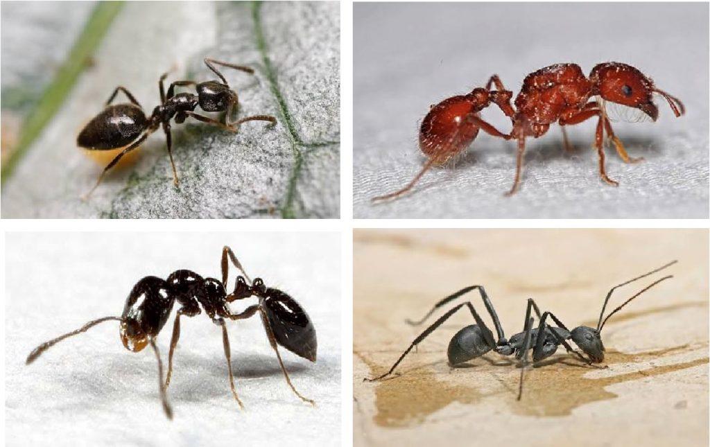 Pest Control Cape Town