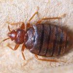 Pest Control Cape Town