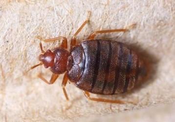 Pest Control Cape Town
