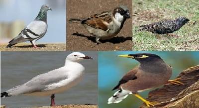 Pest Control Cape Town