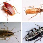 Gordons Bay Pest Control