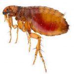 Fleas