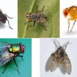 Flies