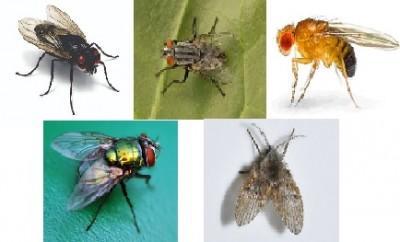 Pest Control Cape Town