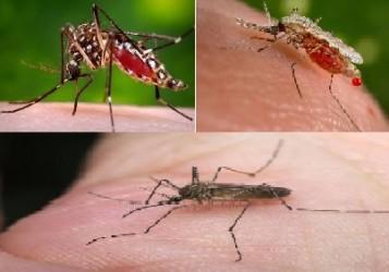 Pest Control Cape Town